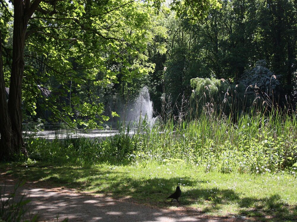 De fontein in de Grote Vijver van de Leidse Hout, omringd door groen