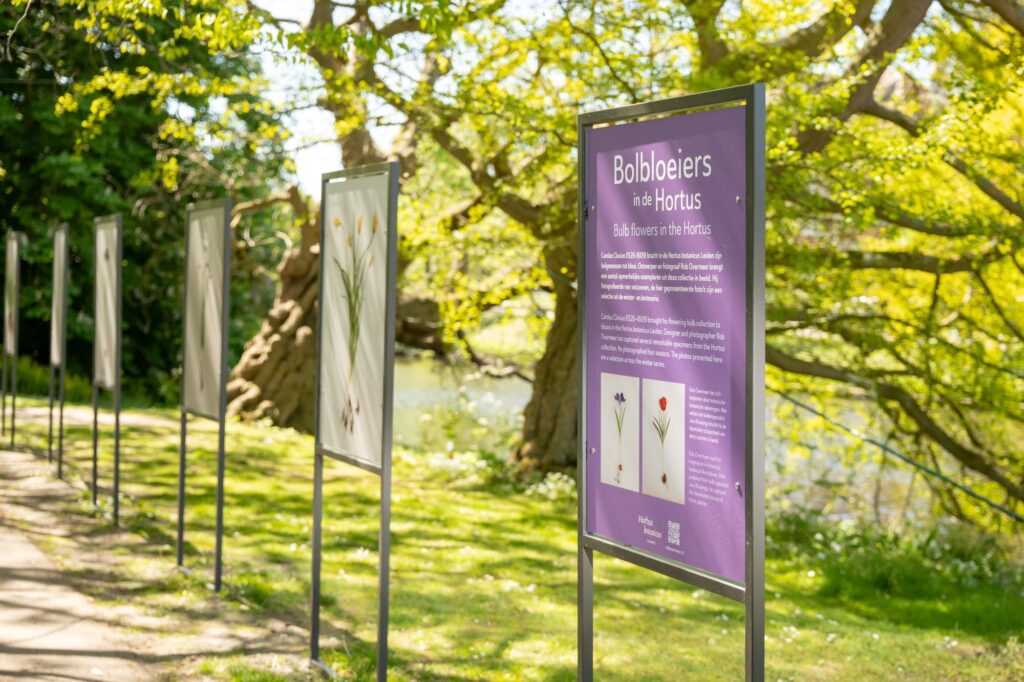 Kleine fotopresentatie: bolbloeiers uit de hortus in Leiden