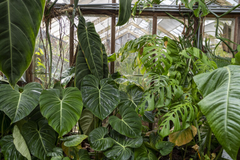 Op kamerplantensafari door de kassen — Natuur in Leiden