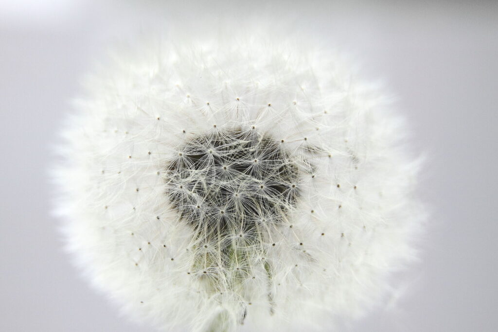 Fotoworkshop zaden, vruchten en bloemen in Leiden