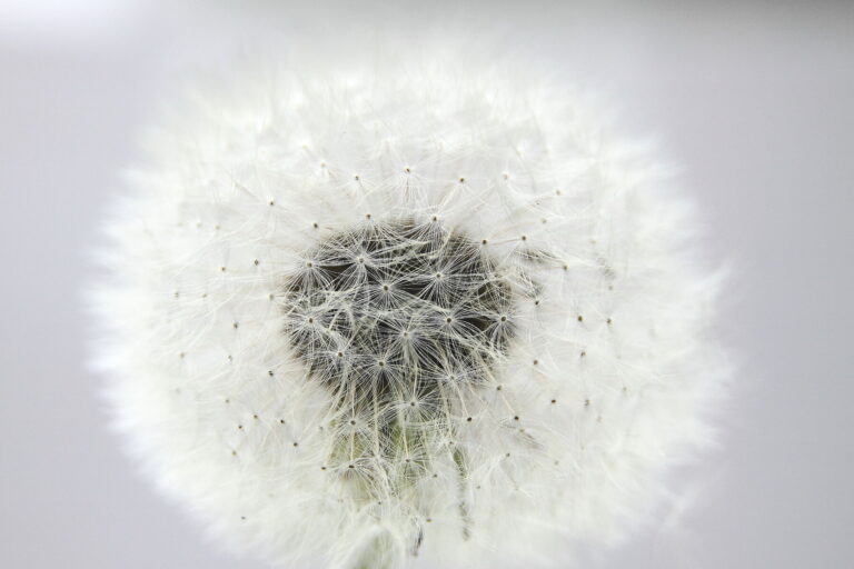 Fotoworkshop zaden, vruchten en bloemen — museum-expo in Leiden
