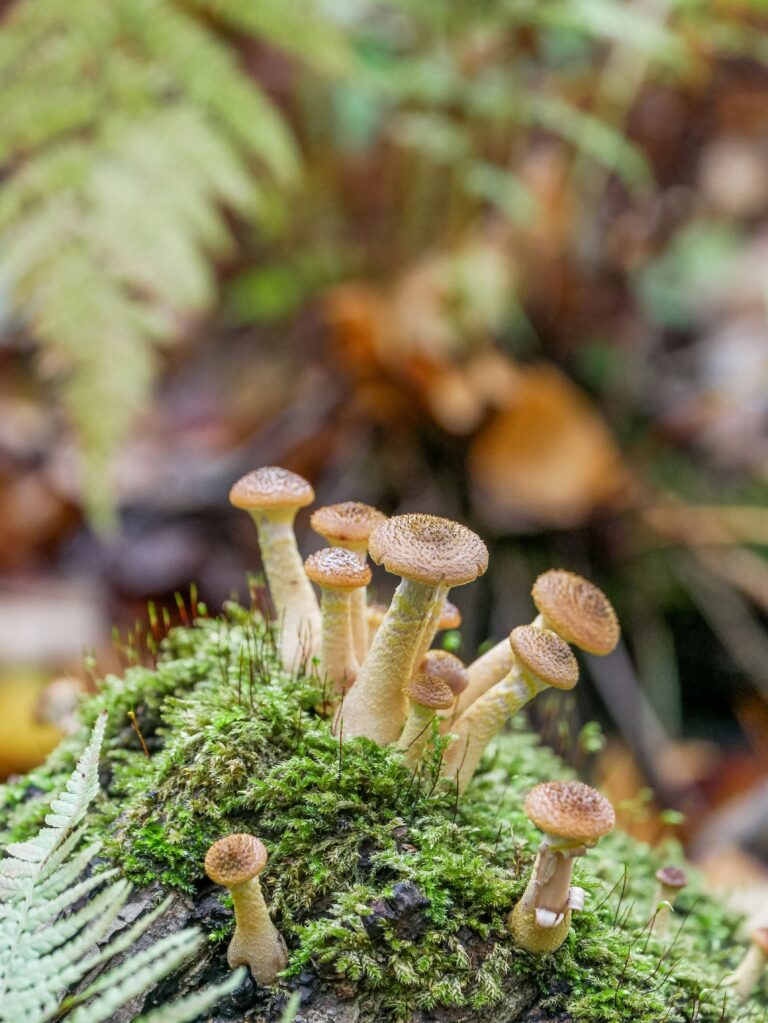 Instapexcursie herfst — Natuur in Leiden